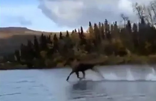 Video: Kỳ lạ khoảnh khắc nai sừng tấm chạy như bay trên mặt nước